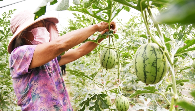谷雨前后，種瓜點豆