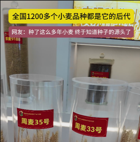 周口國(guó)家農(nóng)高區(qū)展示的種子資源，全國(guó)1200多個(gè)小麥品種都是它的后代!